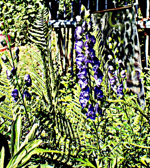 Blauer-EisenhutAconitum-napellusL..jpeg