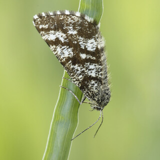 Heidespanner_Ematurga-atomaria_20260420_0001_B_Web