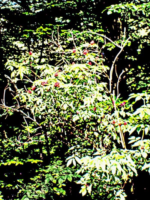 K800_Roter-HolunderSambucus-racemosaL-2.jpeg