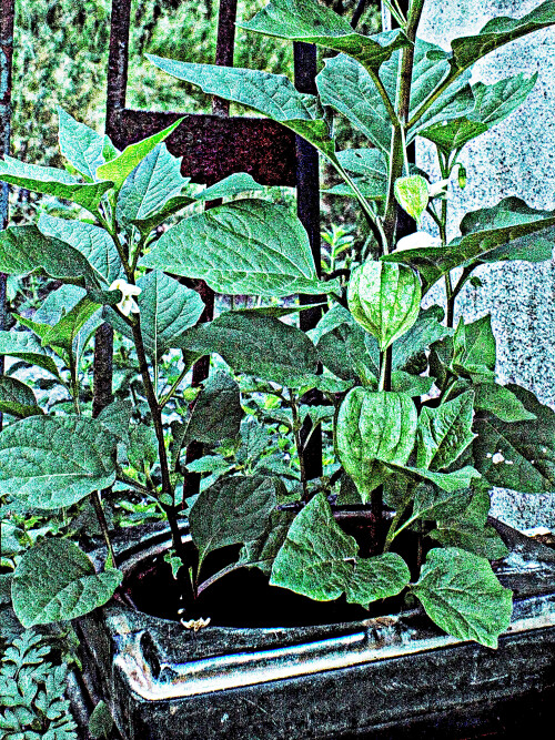 Lampionblume-Physalis-alkekengiL.jpeg