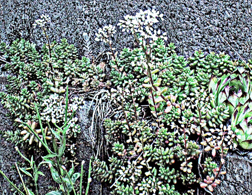 Weise-Fetthenne-bzw.-MauerpfefferSedum-albumL..jpeg