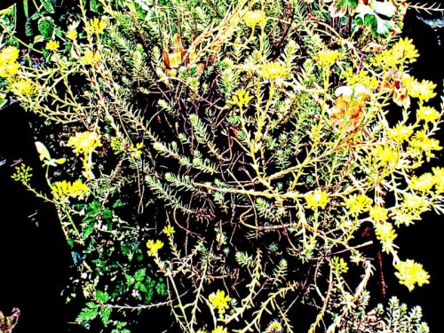 K800_FelsenfetthenneSedum-rupestreL-2.jpeg