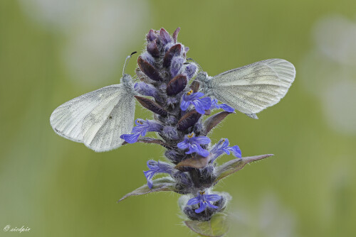 Senfweissling_Leptidea-sinapis_20260409_0010_B_Web.jpeg