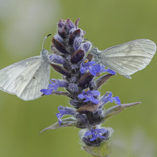 Senfweissling_Leptidea-sinapis_20260409_0010_B_Web