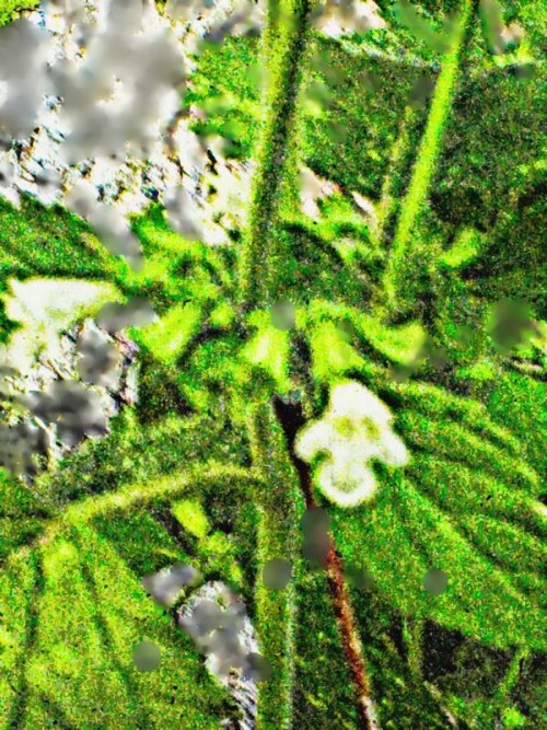 K800_Kleines-SpringkrautImpatiens-parvilforaL-2.jpeg