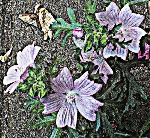 K800_RosenmalveAlcea-roseaL..jpeg