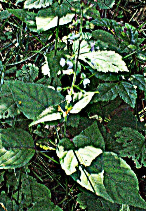 K800_Groses-HexenkrautCircea-lutetianaL..jpeg