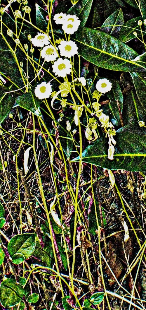 K800_MutterkrautTanacetum-partheniumL..jpeg