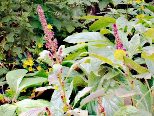 Rispen-AmaranthAmaranthus-curentusL.K800_Scheingetreide-Amaranth-2.jpeg