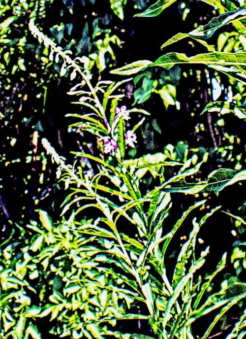 K800_Schmalblattriges-WeidenroschenEpilobium-angustifoliumL.Holub..jpeg